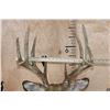 Image 8 : Symmetrical 10-Point WHITETAIL DEER Shoulder Mount