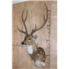 Image 2 : AXIS DEER Shoulder Mount
