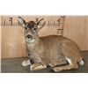 Image 1 : *Rarely Seen* Laying Life-sized Juvenile BLACK TAIL DEER Fawn