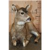 Image 4 : *Rarely Seen* Laying Life-sized Juvenile BLACK TAIL DEER Fawn
