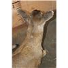Image 8 : *Rarely Seen* Laying Life-sized Juvenile BLACK TAIL DEER Fawn