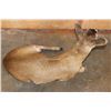 Image 9 : *Rarely Seen* Laying Life-sized Juvenile BLACK TAIL DEER Fawn