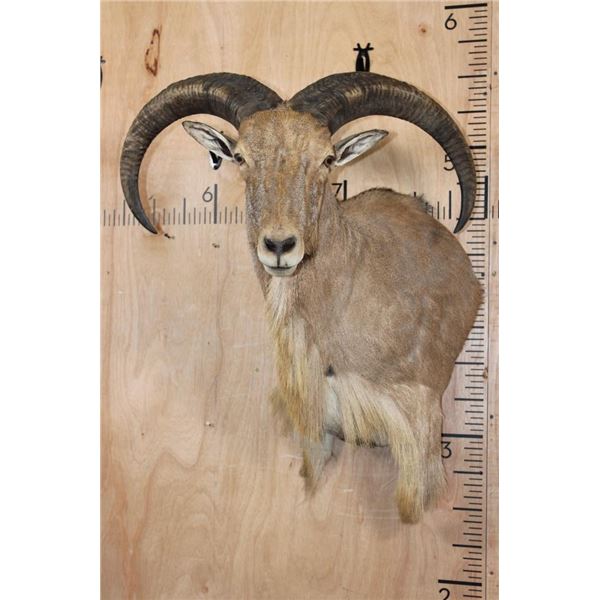 AOUDAD Wall Pedestal