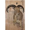 Image 2 : AOUDAD Wall Pedestal