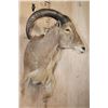 Image 3 : AOUDAD Wall Pedestal