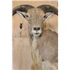 Image 7 : AOUDAD Wall Pedestal
