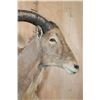 Image 8 : AOUDAD Wall Pedestal