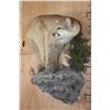 Image 2 : Life-sized MOUNTAIN LION or COUGAR on a Reproduction Rock Wall Hanger