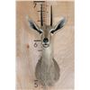 Image 1 : VAAL RHEBOK Shoulder Mount