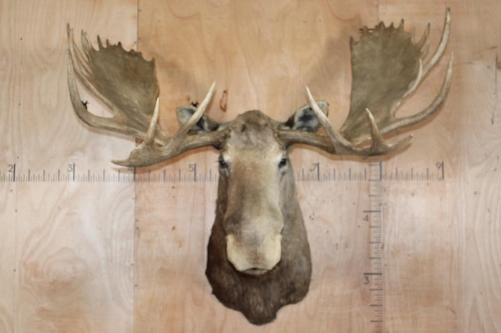 30 Point Moose Huge 28-Point MOOSE Shoulder Mount