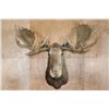 Image 1 : Huge 28-Point MOOSE Shoulder Mount