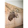 Image 3 : Huge 28-Point MOOSE Shoulder Mount