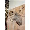 Image 4 : Huge 28-Point MOOSE Shoulder Mount