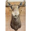 Image 6 : Huge 28-Point MOOSE Shoulder Mount