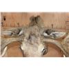 Image 8 : Huge 28-Point MOOSE Shoulder Mount