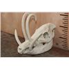 Image 1 : Reproduction BURU BABIRUSA Skull