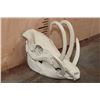 Image 2 : Reproduction BURU BABIRUSA Skull