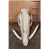 Image 3 : Reproduction BURU BABIRUSA Skull