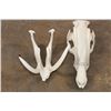 Image 8 : Reproduction BURU BABIRUSA Skull