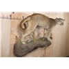 Image 2 : Life-sized Adolescent MOUNTAIN LION or COUGAR on a Wall Hanging Base