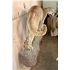 Image 8 : Life-sized Adolescent MOUNTAIN LION or COUGAR on a Wall Hanging Base