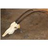 Image 1 : *TEXAS RESIDENTS ONLY* Big SCIMITAR HORNED ORYX Skull