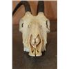 Image 8 : *TEXAS RESIDENTS ONLY* Big SCIMITAR HORNED ORYX Skull