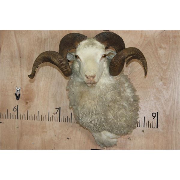Big MERINO SHEEP RAM