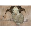 Image 1 : Big MERINO SHEEP RAM