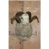 Image 2 : Big MERINO SHEEP RAM