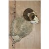 Image 3 : Big MERINO SHEEP RAM