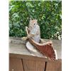 Image 2 : *New* Little Life-sized PINE SQUIRREL Paddling a Canoe