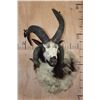 Image 2 : 4 Horned JACOB SHEEP Wall Pedestal