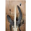Image 8 : 4 Horned JACOB SHEEP Wall Pedestal