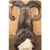 Image 8 : CORSICAN SHEEP Ram Shoulder Mount