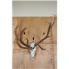 Image 1 : Freak 11-Point ELK Skull with 3 Antlers!