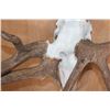 Image 2 : Freak 11-Point ELK Skull with 3 Antlers!