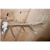 Image 8 : Freak 11-Point ELK Skull with 3 Antlers!