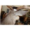 Image 8 : Big 10-Point MULE DEER Shoulder Mount with a Heavy Rack