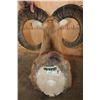 Image 8 : MOUFLON Shoulder Mount