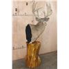 Image 10 : XL 11-Point WHITETAIL DEER Mounted on a Cedarwood Stump Pedestal