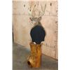 Image 11 : XL 11-Point WHITETAIL DEER Mounted on a Cedarwood Stump Pedestal