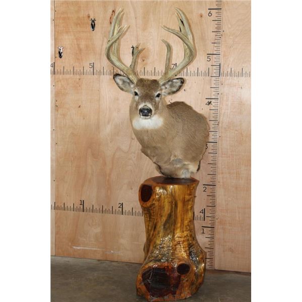 XL 11-Point WHITETAIL DEER Mounted on a Cedarwood Stump Pedestal