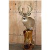 Image 1 : XL 11-Point WHITETAIL DEER Mounted on a Cedarwood Stump Pedestal