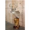 Image 2 : XL 11-Point WHITETAIL DEER Mounted on a Cedarwood Stump Pedestal