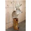 Image 3 : XL 11-Point WHITETAIL DEER Mounted on a Cedarwood Stump Pedestal