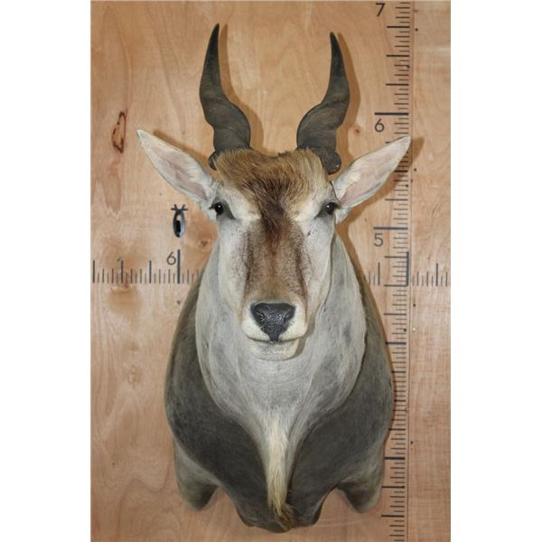 Big Body ELAND Shoulder Mount