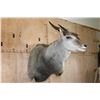 Image 2 : Big Body ELAND Shoulder Mount