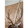 Image 10 : XXL 11-Point SIKA DEER Wall Pedestal Mount