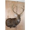 Image 1 : XXL 11-Point SIKA DEER Wall Pedestal Mount